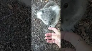 Cute Little Koala Comes up for a Cuddle || ViralHog