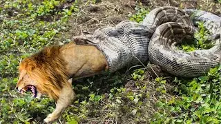 Lion In Distress When Challenged King Cobra And Anaconda! Snake vs Lion, Leopard