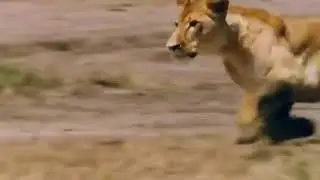 Nala chases pumbaa | 2019 live action | Lion King