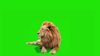 lion green screen video Free Download