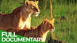 Heroines of the Savannah - Female Leadership in the Wild | Free Documentary Nature