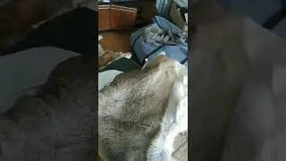 продам ковер из шкуры матёрого волка.