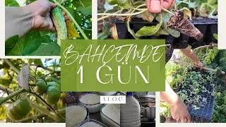 BROKOLİ ROKA LAHANA MARUL FİDE DİKİYORUM | GÜNLÜK SÜTTEN SÜTLAÇ VE YOĞURT| VERİMLİ GEÇEN BİR GÜNÜM