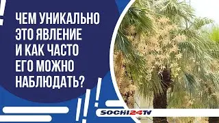 ЗАЦВЕЛИ САМЫЕ ВЫСОКИЕ ПАЛЬМЫ