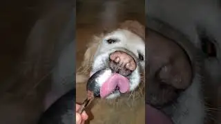 ASMR Sweet Old Dog Licking Peanut Butter Off Spoon 