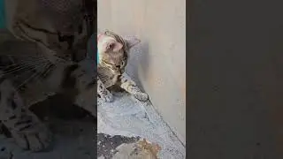 Bengal cat playing with lizard #bengalcat #bengalcatlovers #cat #catlover #catvideos