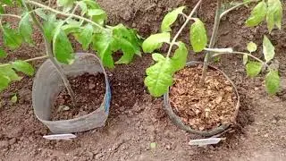 ВЫСАЖИВАЮ ТОМАТЫ В ОДИН РЯД! ДЕЛЮСЬ ОПЫТОМ!