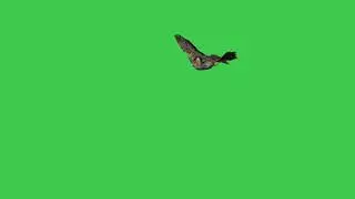 3d Animation clip of Flying Great American horned owl on Green Screen for your variety