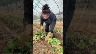 Strawberry Seedlings Bare Rooted Planting Technique !