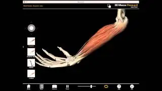 Wrist flexion muscle action with Muscle Premium