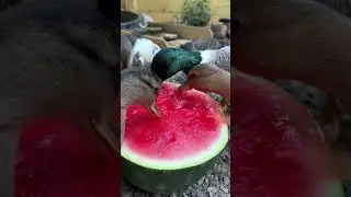 Hungry Ducks Devour Watermelon