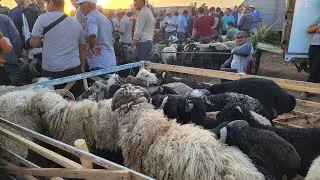 ТУРТКУЛЬ КУЙ БОЗОРИ Нархлар арзонлади 09.06.2024Г