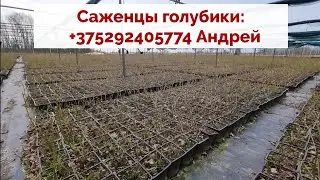 Саженцы голубики! УП 