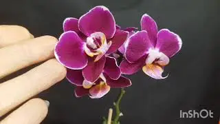 Недорогой и красивый сорт фаленопсиса Phal. Anastasia 20 и Phal. Younghome Coco