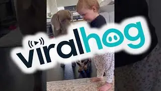 Baby Shares Snack with Weimaraner and Dachshund || ViralHog