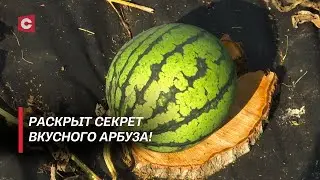 Теперь вы выберете самый вкусный арбуз! Фермер поделился лайфхаками!