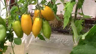 Томат Банановые ноги (Королевский сад Ильи Королева)