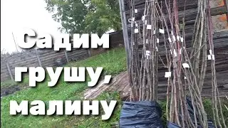 Привезли в сад грушу, малину.