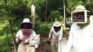 Результаты применения геля с тимолом (препарат Апигард) против клеща Варроа | Боб Бинни, США