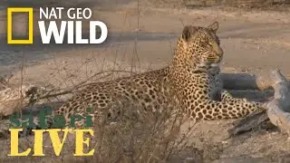 Safari Live - Day 8 | Nat Geo WILD