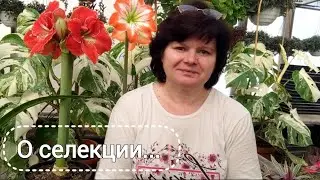 Перспективные сеянцы. Сравнение Блоссомов.