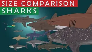 Size Comparison: Sharks | Most Dangerous Sea Animals