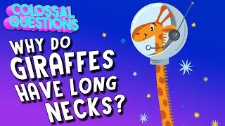 Why Do Giraffes Have Such Long Necks? | COLOSSAL QUESTIONS