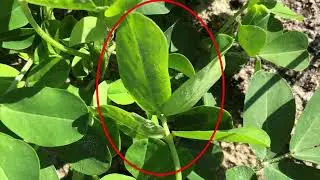 Visual Identification of Tomato Spotted Wilt on Peanut, by Sidney Webb