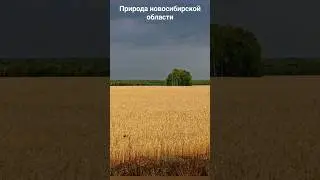 #андрейординарцев #природапрекрасна #природароссии  Природа новосибирской области.