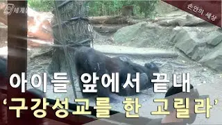 세계뉴스ㅣ아이들 앞에서 짝짓기한 고릴라 커플ㅣ손안의 세상