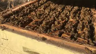 Улья трещат от пчёл. Утеплил пеноплэксом пасечный домик