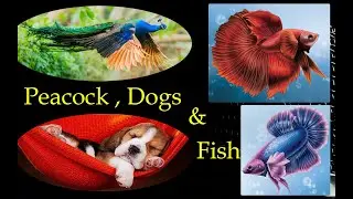 Fish types by their fertilization methods l Peacock Feathers Fact