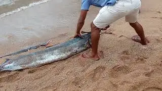 තලපත් මාලූ කැපීම..CUTTTING A THALAPATH FISH