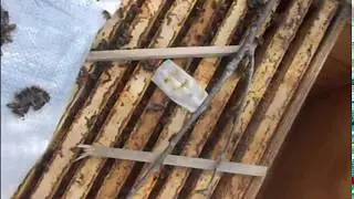 Пчеловодство Урала ! Зимовка пчёл в сугробах   Результат 100%