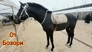 ШОРО ОТ БОЗОРИ ЗУР ОТЛАР ЧИКДИ БУГУН КУРИНГЛАР ЭНГ ЗУР ОТЛАР УЗБЕКИСТОНДА.