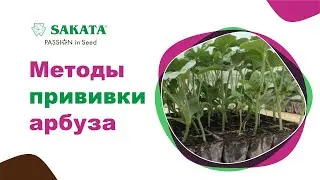 Лучшие методы прививки арбуза #прививкаарбуза #арбузнаподвое #выращиваниеарбуза #watermelongrafting