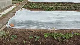 Обзор сада в апреле 2024 года