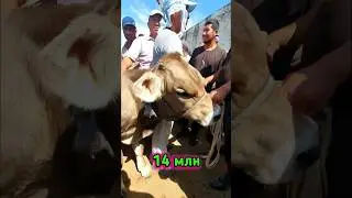 14млн га барака булди 5 ойлик швед бузок. Китоб мол бозори 