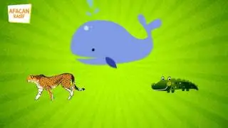Yabani hayvanları tanıyalım mı? 2. Video, Fok, Balina, Leopar, Tilki, eğlenceli