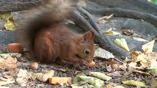 Молодые белки / Young squirrels