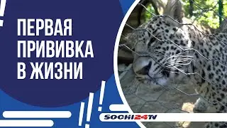 КОТЕНКУ ПРЕДНЕАЗИАТСКОГО ЛЕОПАРДА В СОЧИ СДЕЛАЛИ ПЕРВУЮ ПРИВИВКУ