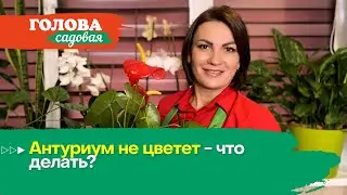 Голова садовая - Антуриум не цветет - что делать?
