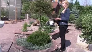 Горная сосна в садовом дизайне  Зеленская Анна
