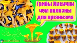 Грибы Лисички - чем полезны для организма