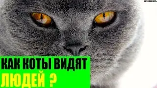 Как коты видят людей?