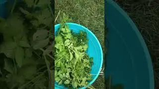 Harvesting herbs in my backyard garden to make green seasoning pesto #herbs #garden #garden2023