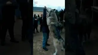 Очень большой волк