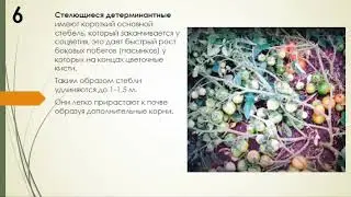 Посев томатов  Часть 1.  ФРАГМЕНТ ВЕБИНАРА Надежда Марценюк.
