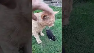 Кіт упіймав хом'яка