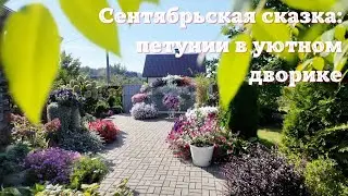 Сентябрьская сказка: петунии в уютном дворике.